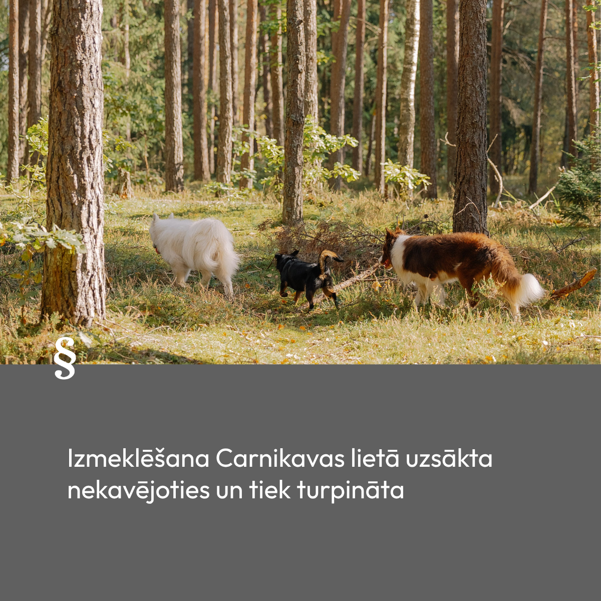 Attēlā redzami trīs suņi mežā. Attēla avots: Pexels