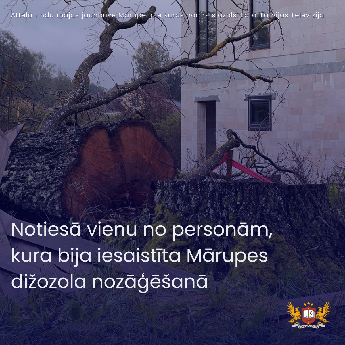 Attēls: Notiesā vienu no personām, kura bija iesaistīta Mārupes dižozola nozāģēšanā